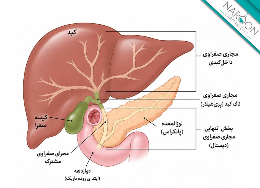 مجاری صفراوی